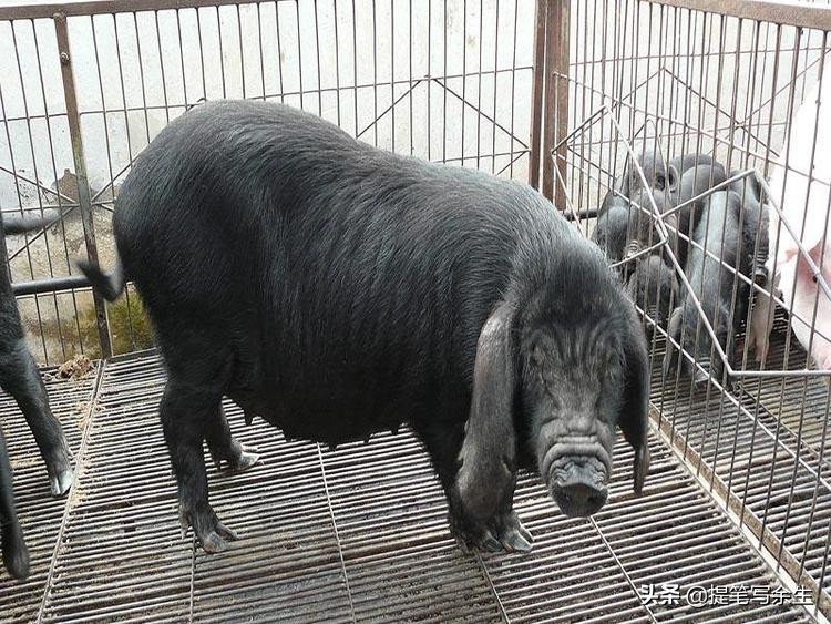 动物的种类很多用什么形容,动物的种类很多可以用什么来形容