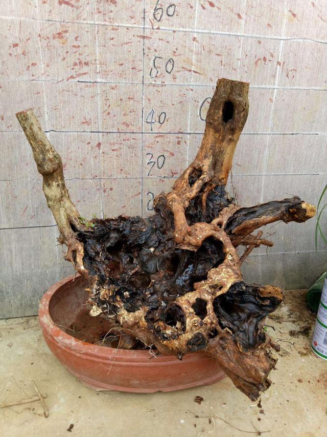 盆景梅花老桩怎么上盆,无花果老桩上盆多久发新芽