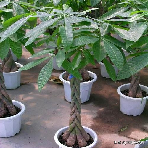 发财树绿萝如何救活,发财树绿萝怎么养才能更旺盛