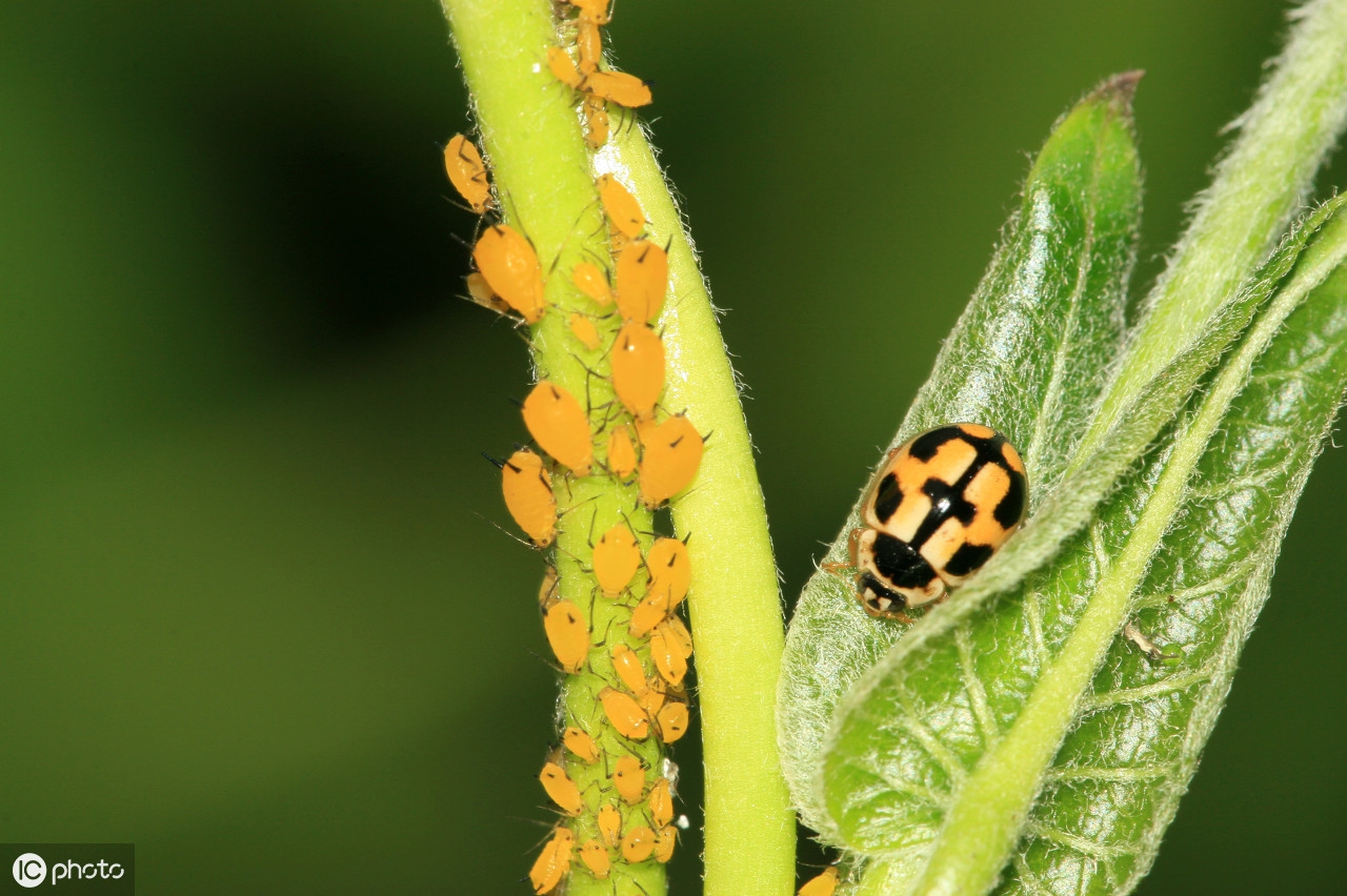 不用农药如何去掉植物上的蚜虫,辣椒长蚜虫不用农药怎样治蚜虫