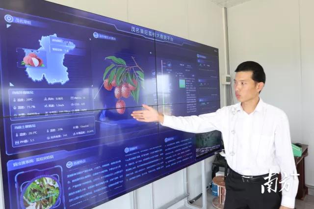 荔枝丰收季最新视频,荔枝丰收季广东