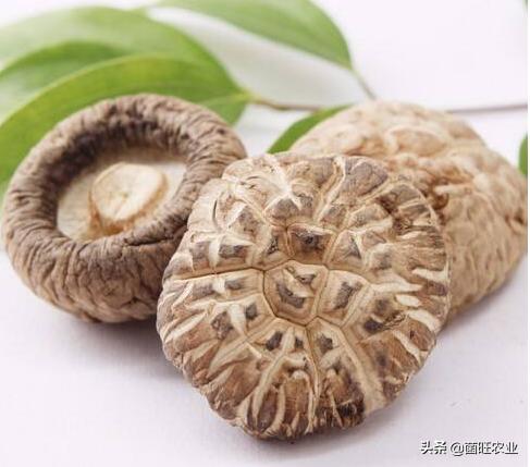 家庭没有烘干机香菇怎么烘干,香菇烘干机的操作