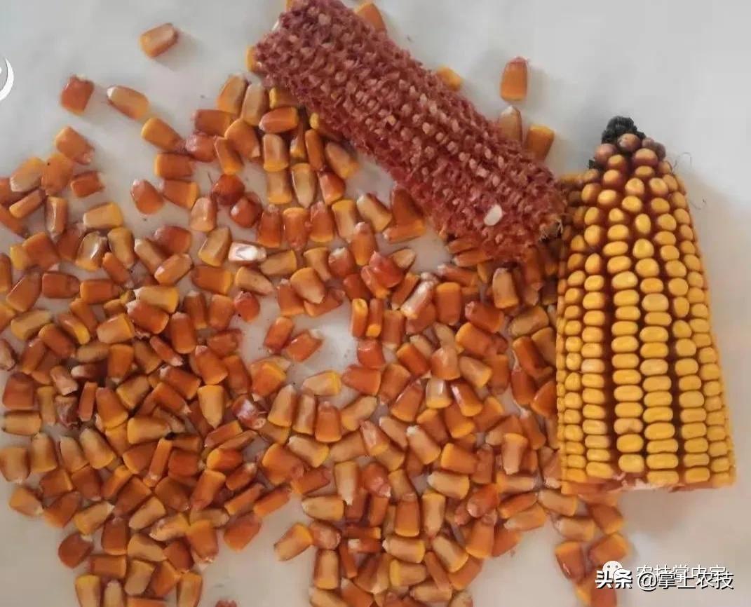 在网上购买玉米种子有保障么,网上购买玉米种子靠谱吗