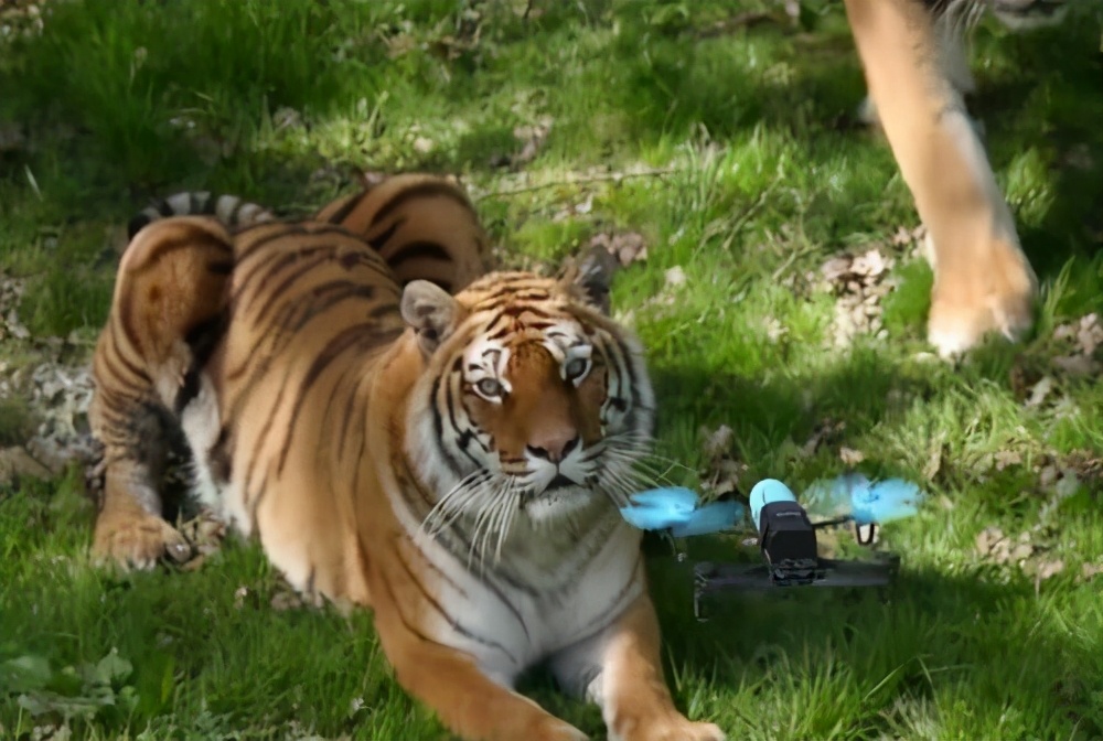 老虎和狮子战斗起来谁是最厉害的,老虎和狮子到底谁的战斗力更强