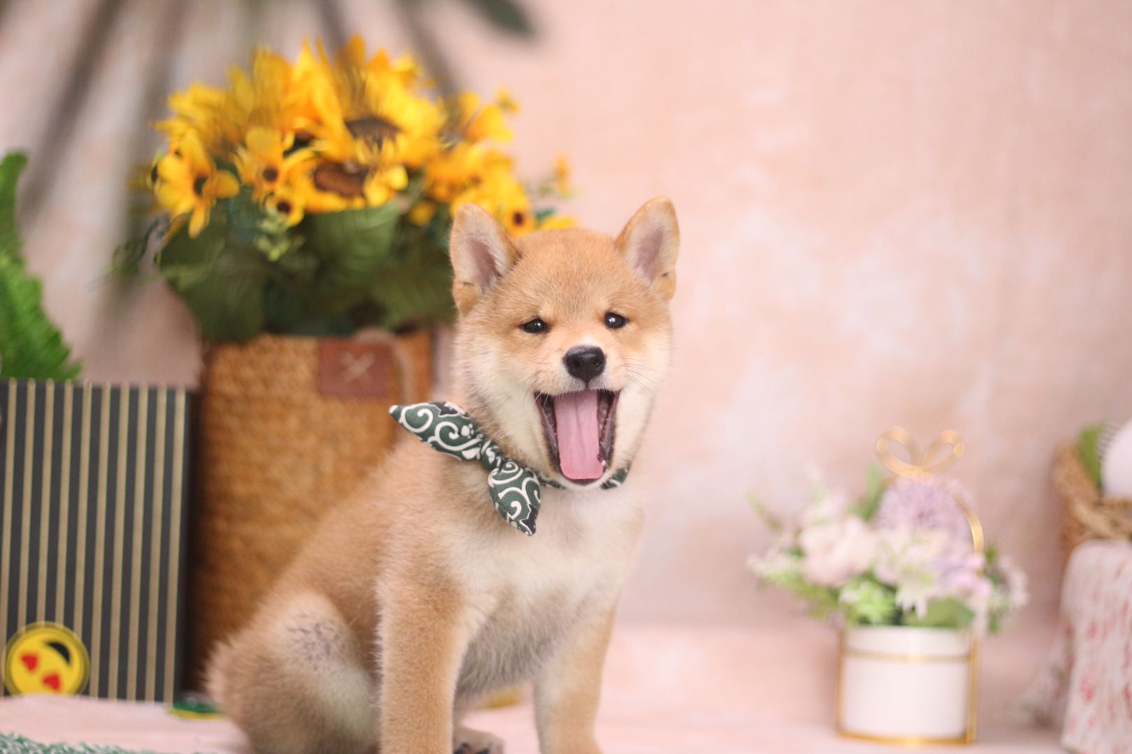 柴犬很难买到正宗的吧,怎么买到真正的柴犬