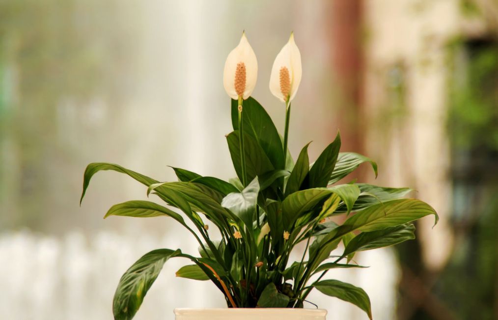 白掌如何养得越来越茂盛,养白掌浇什么肥