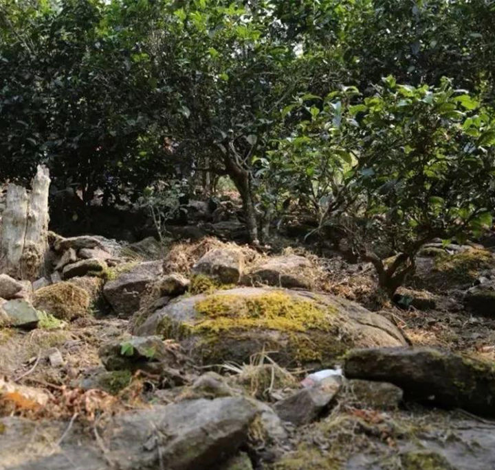 那卡是班章吗,那卡和班章口感