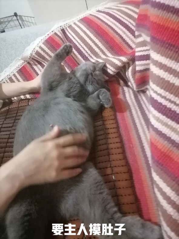 母猫生产过程、产前症状？产前准备？接生，产后如何护理？纯干货