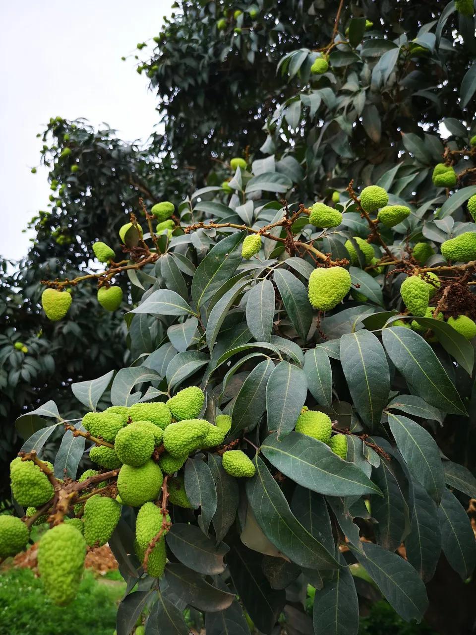 来到海南吃荔枝,到海南吃到的热带水果