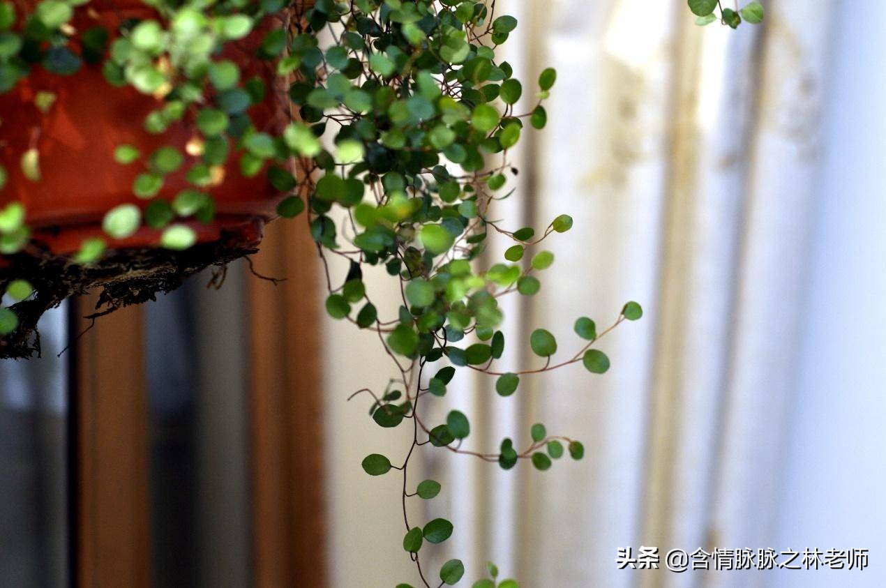 室内三种最旺家庭养植物,家居绿植哪些不适宜养