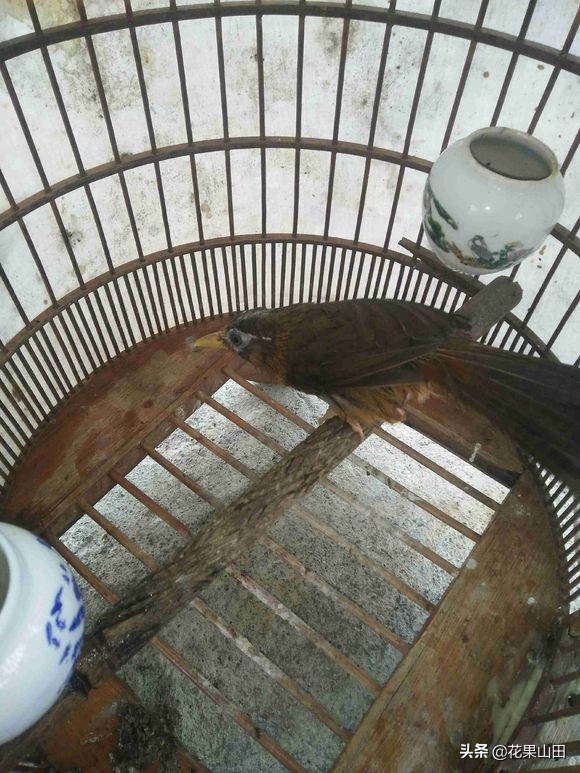 这只画眉鸟好有个性啊,头顶是中分的,不知道做唱鸟如何?求掌眼