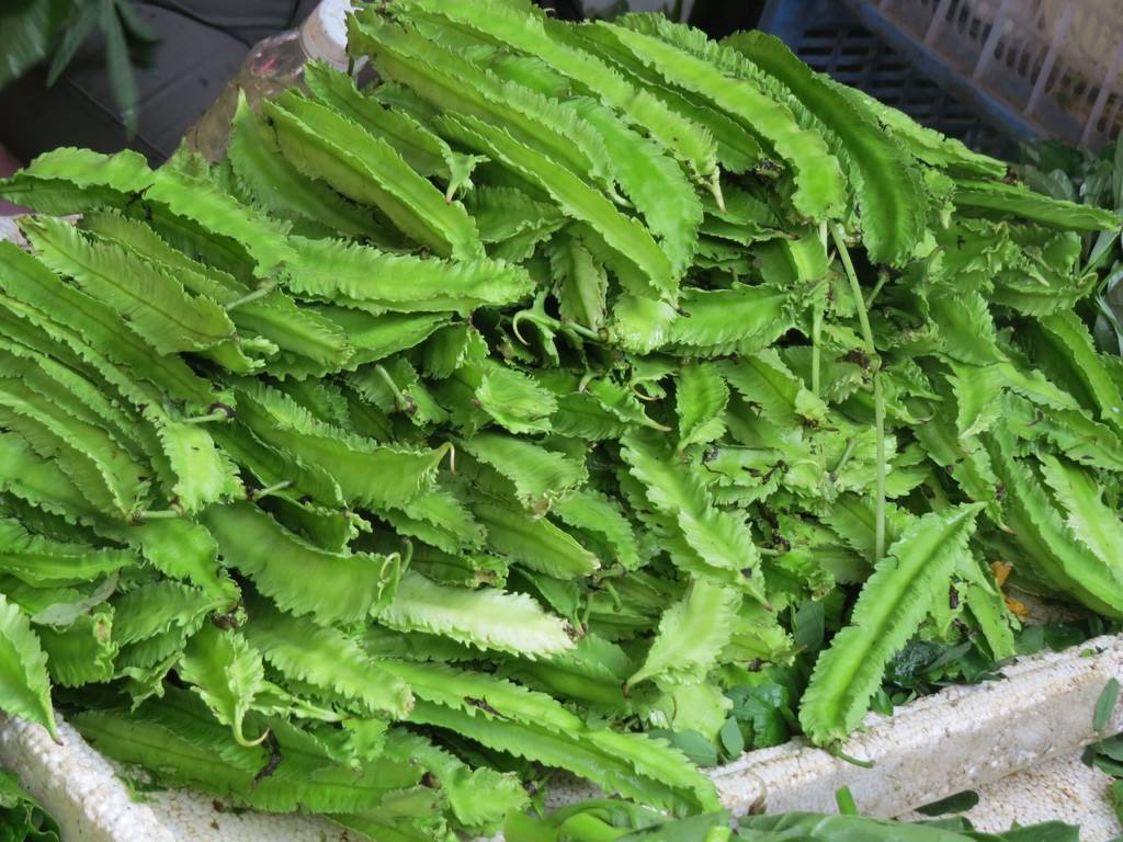 6种长相“贼奇特”的蔬菜,奇特瓜果蔬菜大全