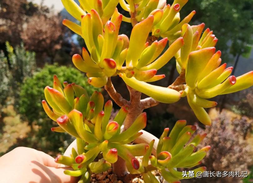 筒叶花月怎么繁育最好,铲叶花月多肉和吸财树多肉区别