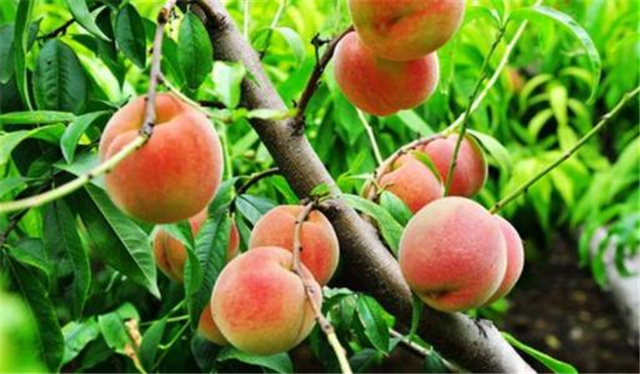 桃子植物,桃子蕴含的文化