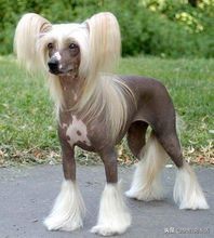 这才是真正的中华田园大黄犬,真正的中华田园犬是大黄狗吗