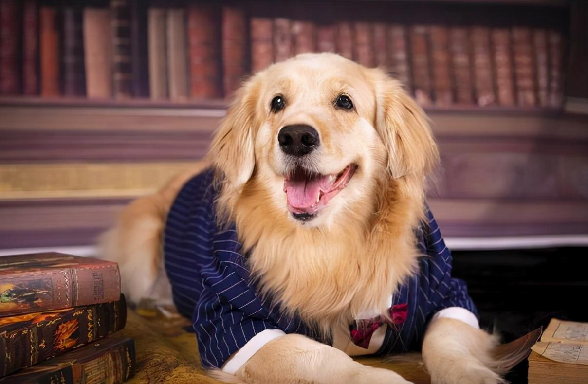 十大服从性最好的狗狗,狗狗中最乖的狗是哪一种