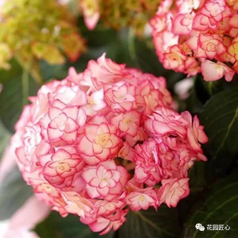 春季绣球叶子发皱怎么回事,夏季绣球老叶子都干枯怎么处理