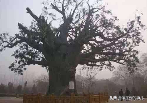 看看你小母脚趾头是不是两瓣的？带你了解背后的故事！