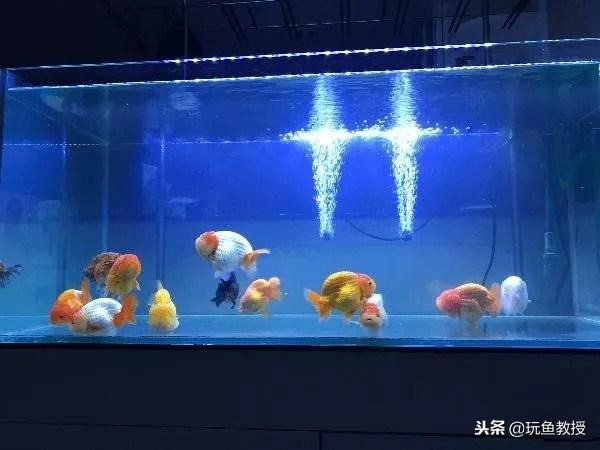 怎么就知道硝化细菌养好了,如何快速养好硝化细菌