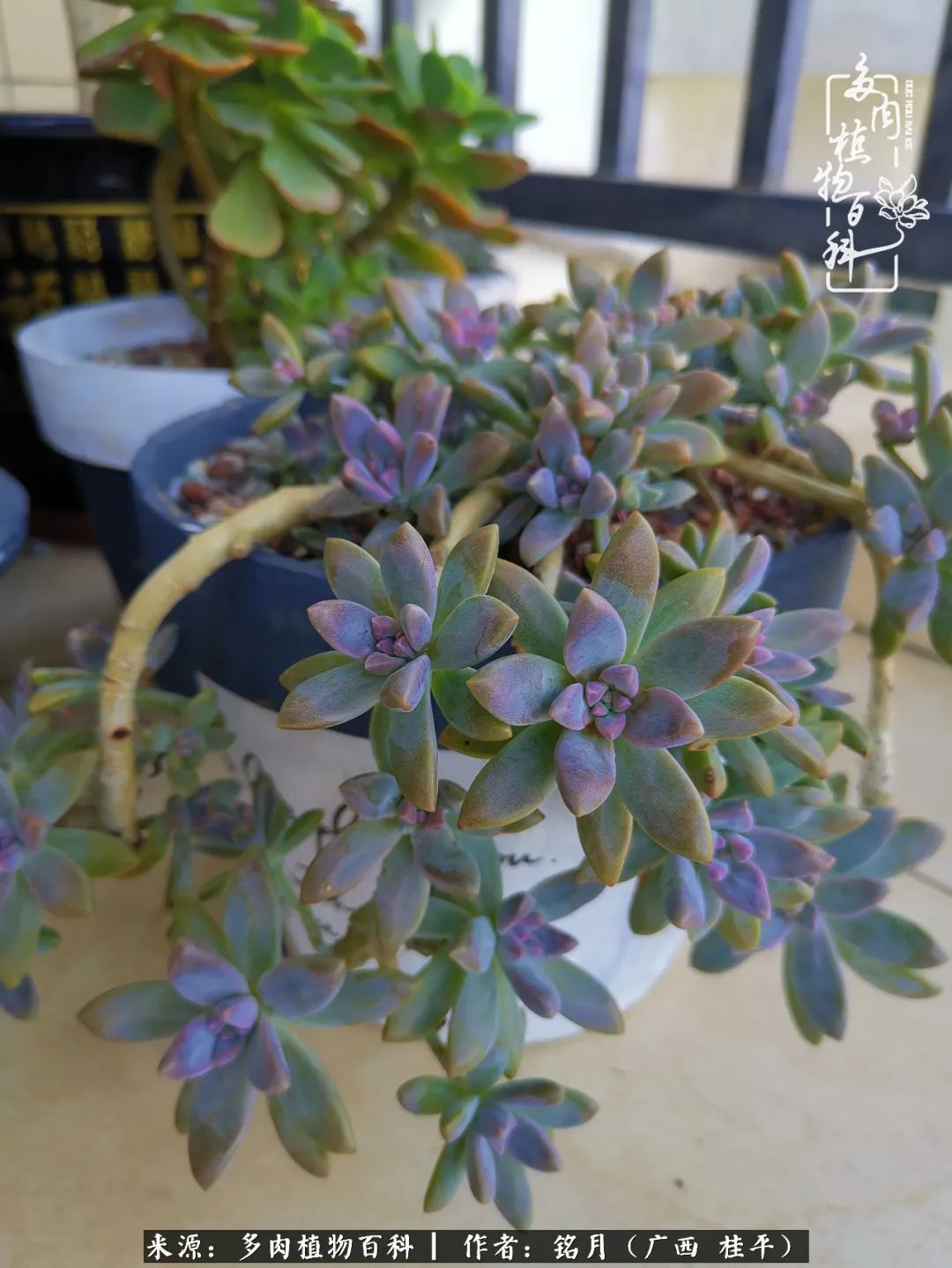 多肉怎么养出色彩,多肉很容易出现美丽的色彩