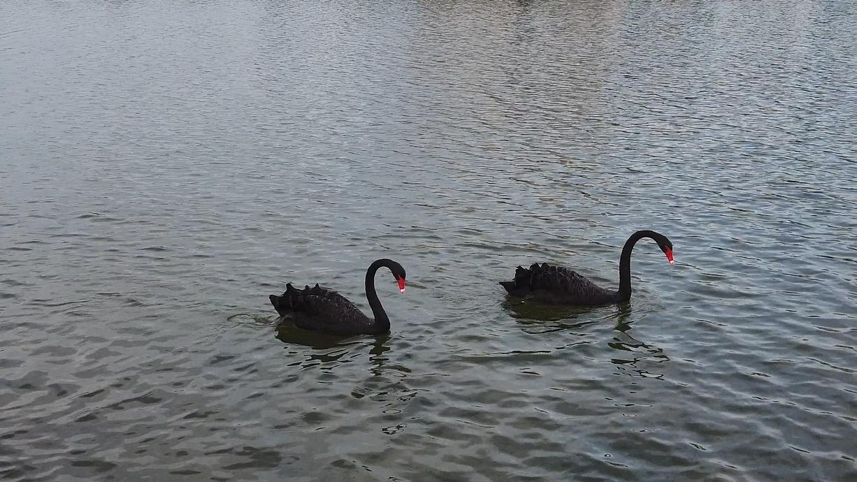 一处清净之地,五缘湾湿地公园风景如画