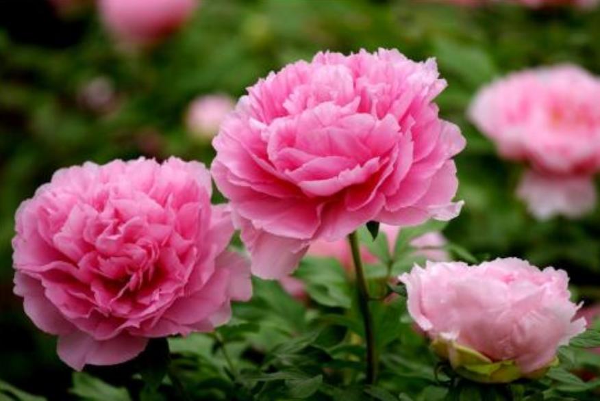 刘禹锡牡丹诗译文及注释,刘禹锡牡丹诗里的京城