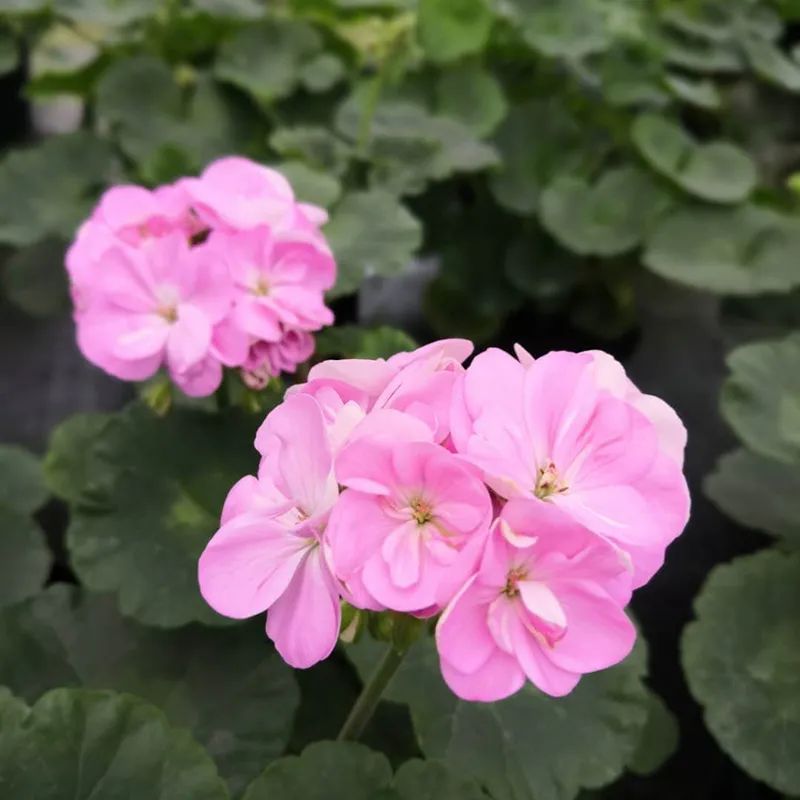 这种花别乱浇水水越多越不开花,这种花不怕冷好养易活