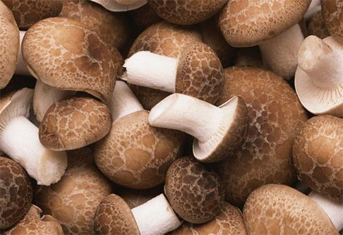 如何挑选香菇的最好方法,香菇怎样挑选才是最好的