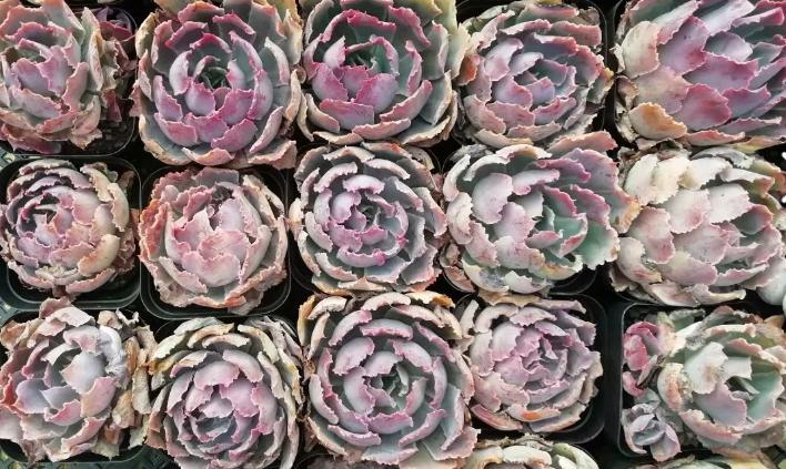 多肉养出状态来有多美？这102种多肉控养上色之后美呆了