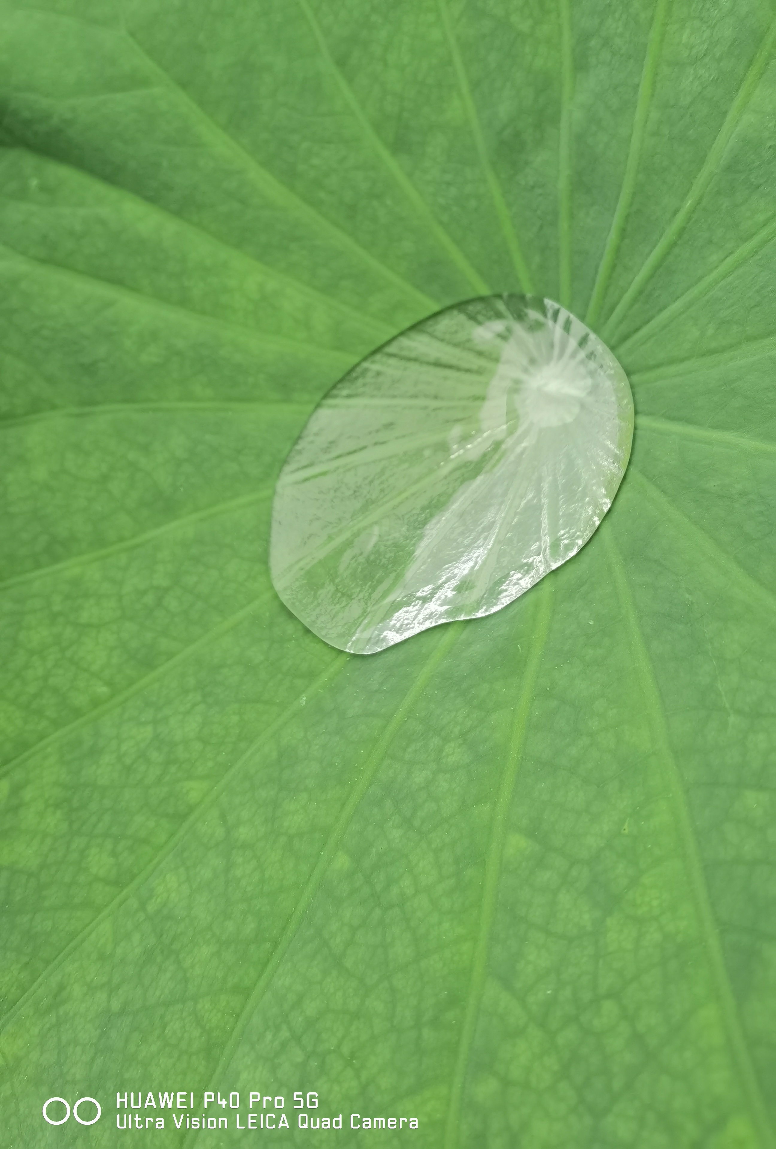 华为p50pro实测,华为p50pro变焦测试