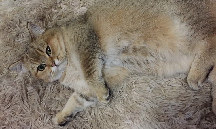 猫爱干净为什么还有跳蚤,猫爱干净的表现