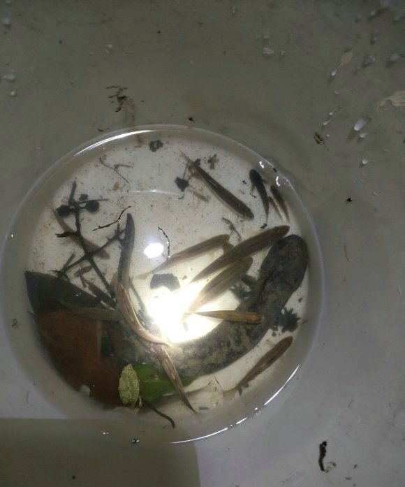 男子钓鱼时发现一条野生娃娃鱼,男子河边钓到娃娃鱼