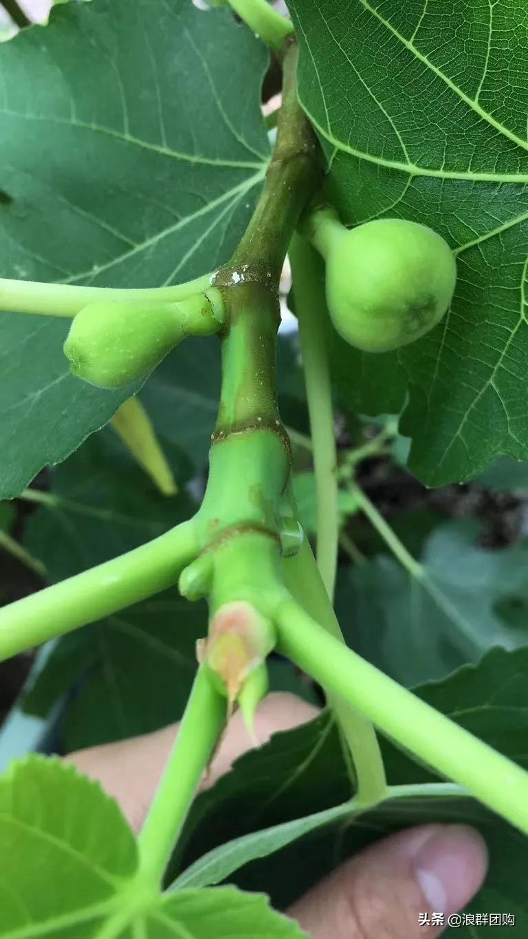 好吃无花果品种,丰产好吃的无花果推荐