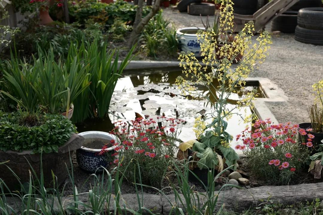 建一座完全不打药的生态花园,所有生命在这里和谐共处,值得收藏