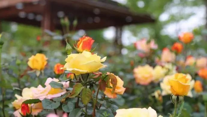 上海五五购物节开放时间,上海55购物节何时开始