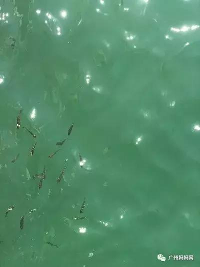 广州夏天带娃避暑最佳旅游地,广州避暑适合小孩景点推荐