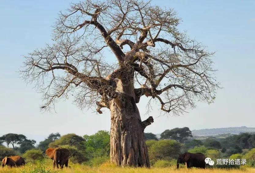 为什么不把蝙蝠除掉,蝙蝠带病毒为啥不把蝙蝠给灭绝