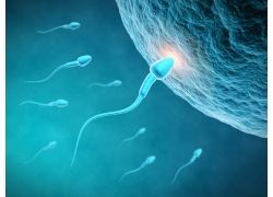 没能成活的精子都去哪了,精子与卵子不匹配会造成什么后果