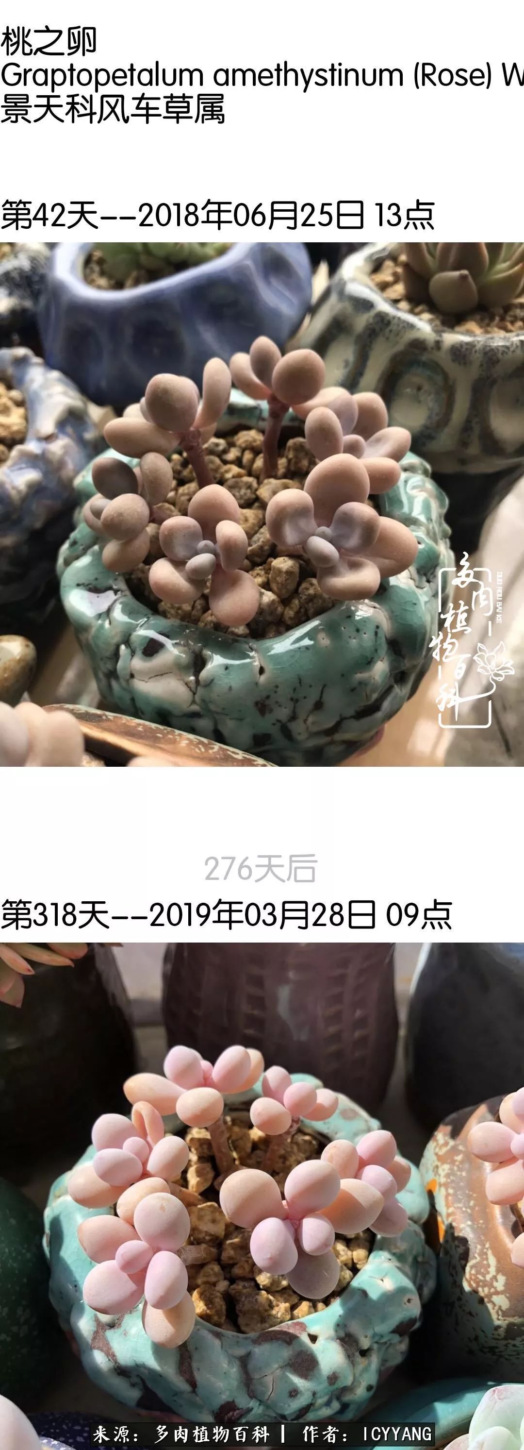 室内阳台多肉的养护方法,景天多肉养护