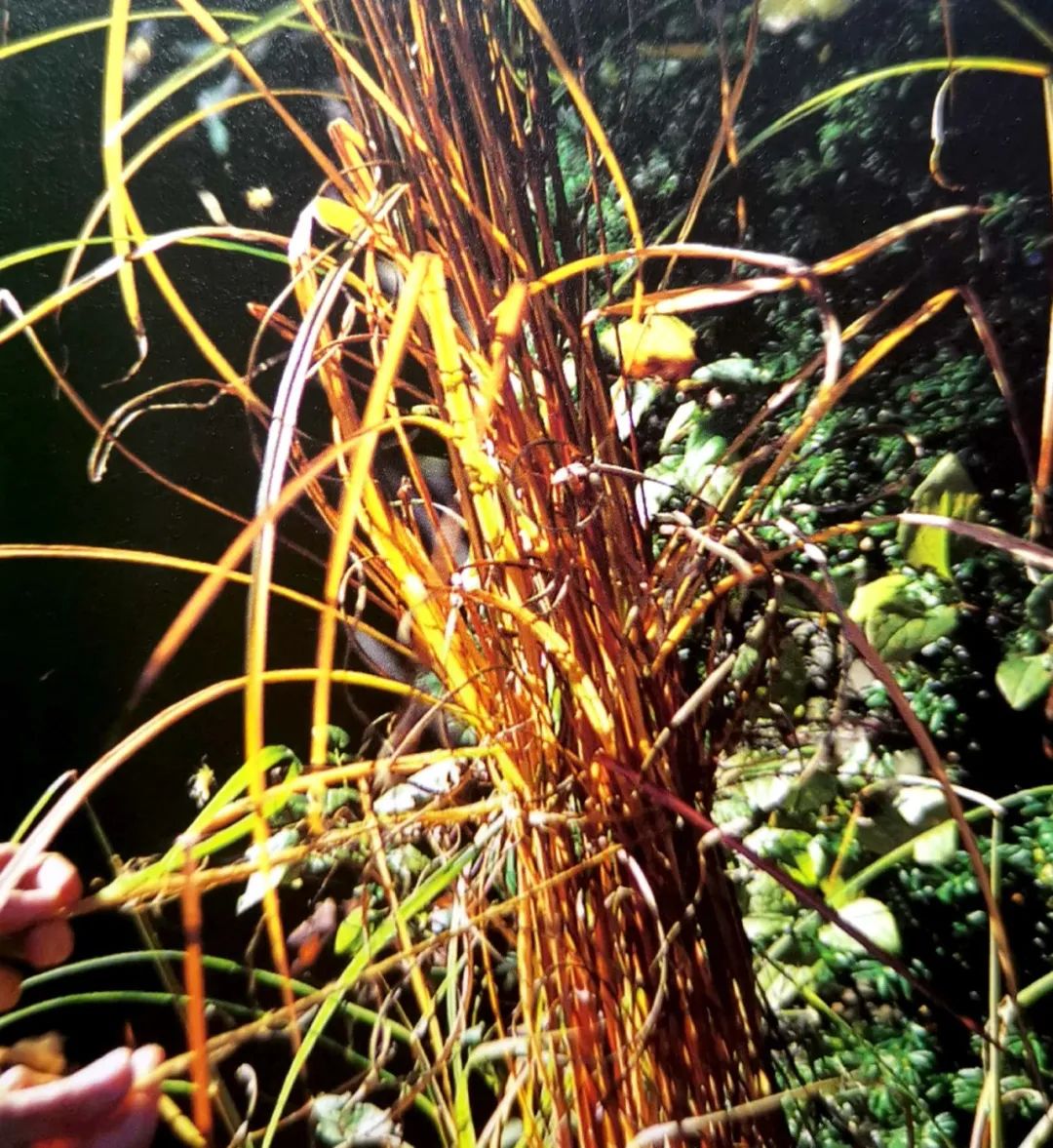 你还知道哪些植物过冬的方法,做好充足准备的好处