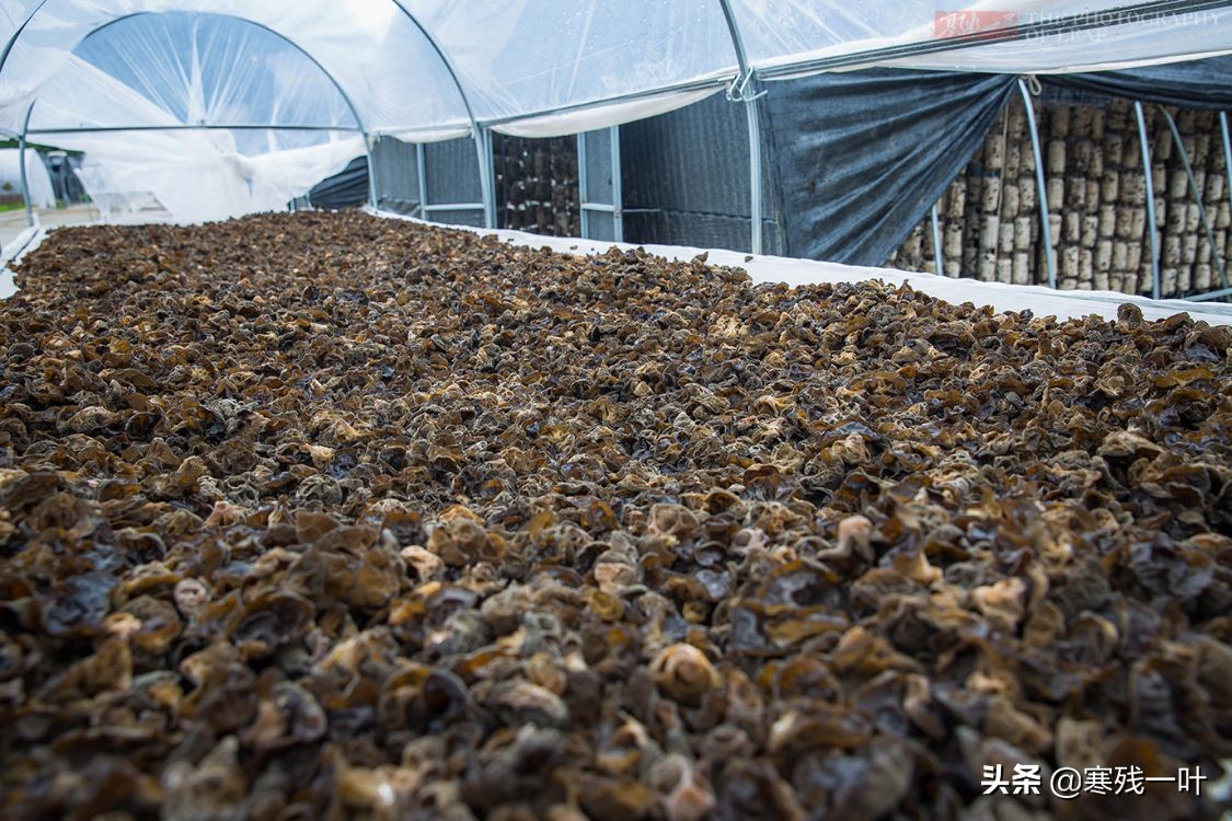 纯天然的野生木耳生长过程,山里采的野生木耳一斤多少钱