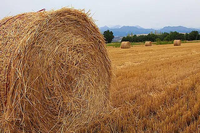 芒种种出新希望,芒种和幸福播种