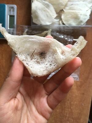 真燕窝和假燕窝的口感区别,印尼燕窝和马来燕窝有什么区别呢