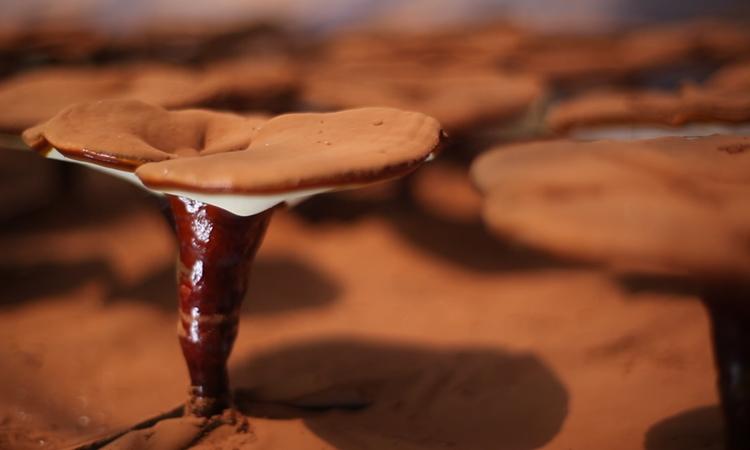 灵芝孢子粉选什么样的最好,如何选择灵芝孢子粉