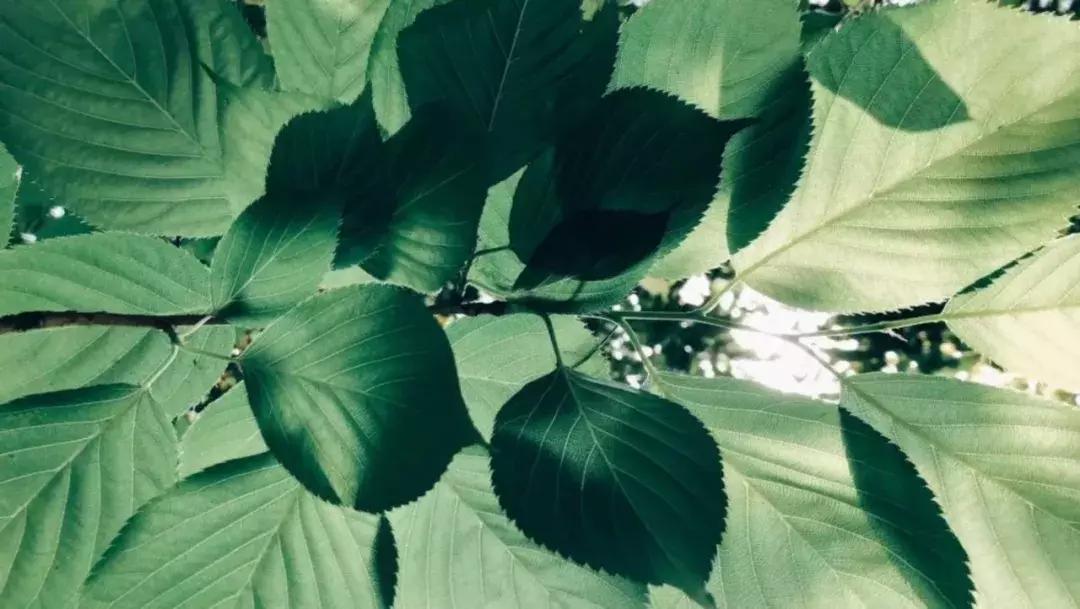 iphone xs max相机设置 (iphone mini13相机最佳设置)