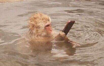 日本猴子也泡温泉?真是活得不如猴啊