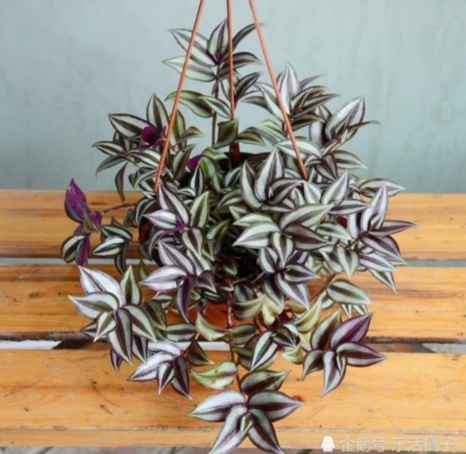 适合青年人养的绿植,适合懒人养的绿植非常容易活