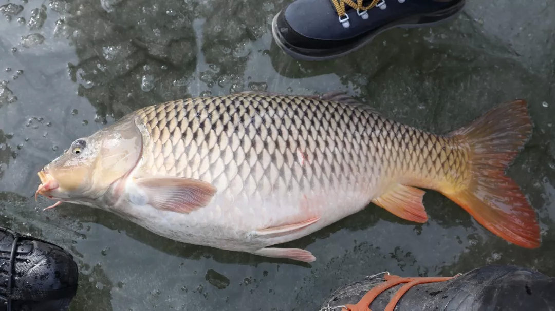 上州屋2019迎新春小西湖冰钓比赛圆满结束