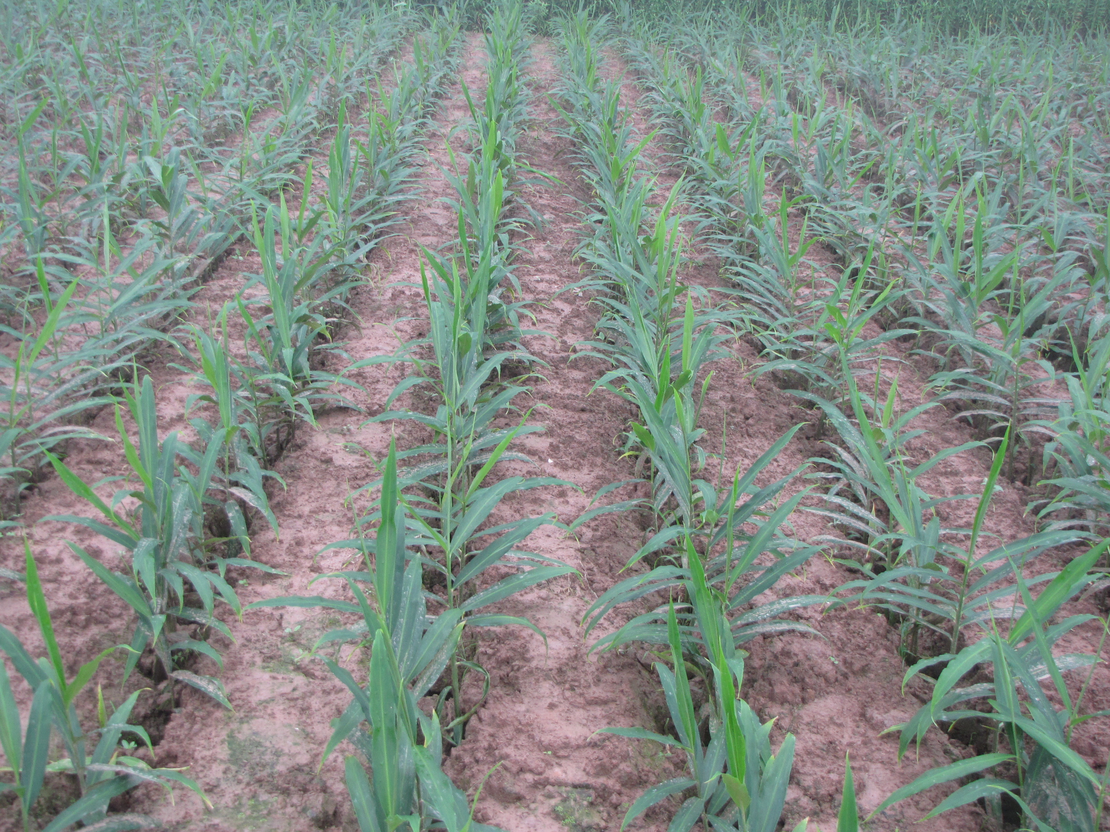 撬窝种植生姜,姜窝种植技术视频