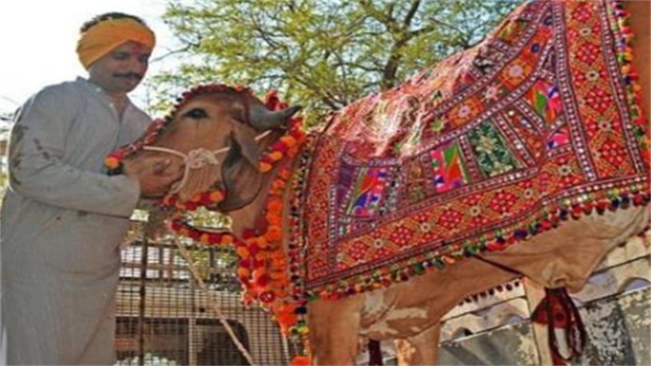 印度大叔花18万和母牛结婚,印度一男子抛妻弃子与母牛结婚